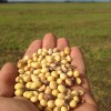 Volaron los precios de la harina de soja en Chicago: la demanda es tan firme que no soporta ningÃºn recorte de oferta