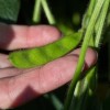 El USDA ahora prevÃ© una producciÃ³n rÃ©cord histÃ³rica de soja en EE.UU: mala noticia para productores descubiertos que aÃºn conserven buena parte de la cosecha