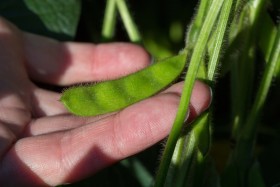 El USDA ahora prevÃ© una producciÃ³n rÃ©cord histÃ³rica de soja en EE.UU: mala noticia para productores descubiertos que aÃºn conserven buena parte de la cosecha