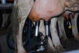 Ranking de lealtad tambera: Mastellone Hnos lidera la baja de precios de la leche pagada a productores de la cuenca oeste