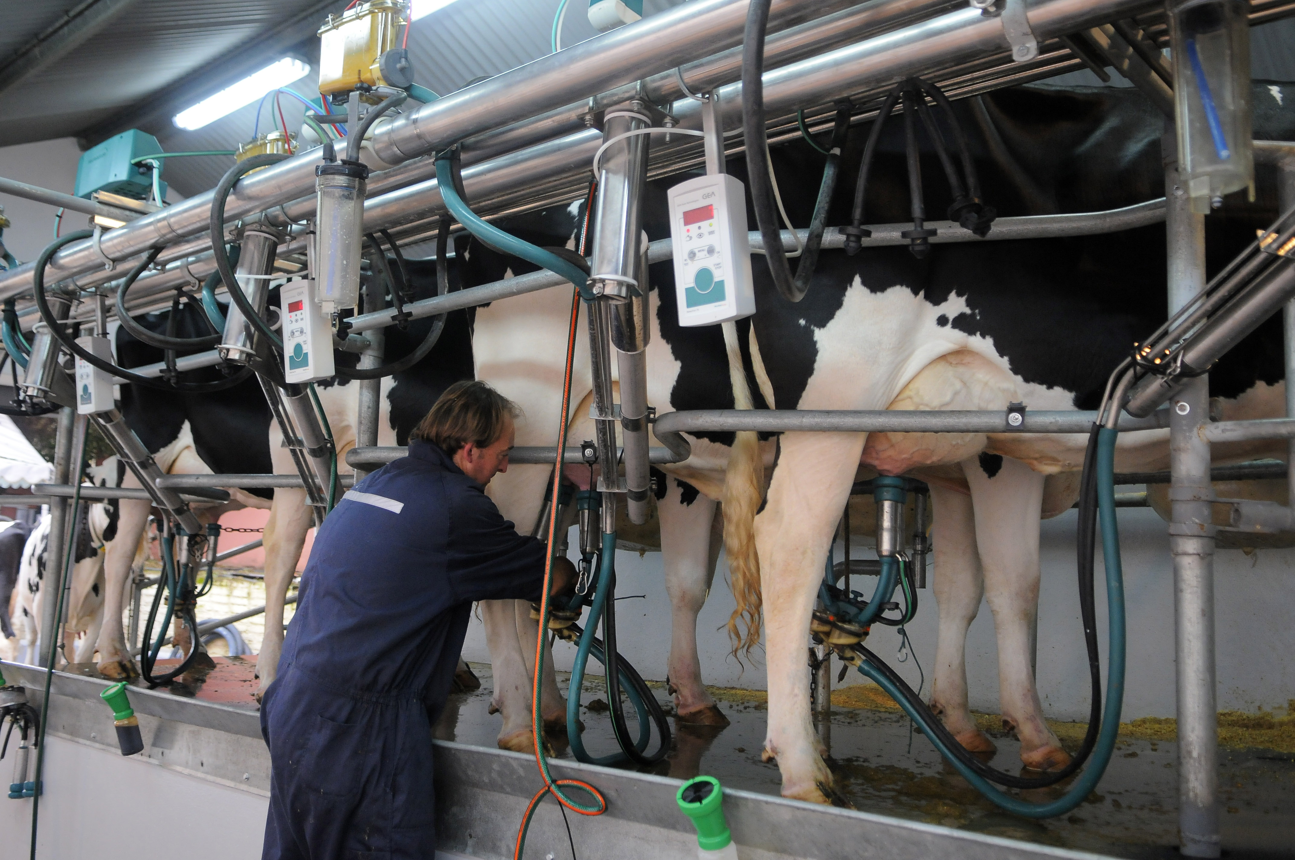En el Ãºltimo aÃ±o el precio de la leche recibido por el tambero uruguayo acumula una caÃ­da del 38%: el gobierno oriental saliÃ³ a rescatar al sector