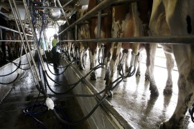 Contraste rioplatense: en la Argentina el precio de la leche medido en moneda maÃ­z es 115% superior al presente en Uruguay