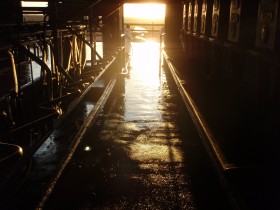 El USDA advierte que el sector tambero argentino va camino a generar una sobreoferta de leche en un escenario de desinversiÃ³n industrial