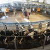 El volumen de leche procesado por Mastellone Hnos cayÃ³ al no poder equiparar los precios pagados por la competencia