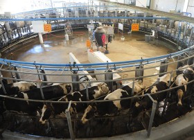 El volumen de leche procesado por Mastellone Hnos cayÃ³ al no poder equiparar los precios pagados por la competencia