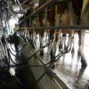 Tamberos en el horno: el valor de la leche medido en moneda maÃ­z se derrumbÃ³ un 50% en el Ãºltimo aÃ±o