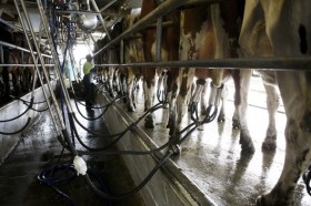 Tambos complicados: el precio relativo de la leche sigue en â€œzona de supervivenciaâ€ con valores de exportaciÃ³n rÃ©cord