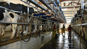 ComenzÃ³ a erosionarse el margen de los tambos grandes por el planchazo de los precios de la leche