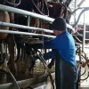 En julio el valor promedio de la leche fue de 3,12 $/litro: respirador artificial para tamberos por la destrucciÃ³n del precio interno del maÃ­z