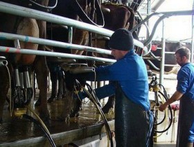 En julio el valor promedio de la leche fue de 3,12 $/litro: respirador artificial para tamberos por la destrucciÃ³n del precio interno del maÃ­z
