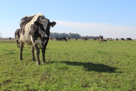 Tamberos pasaron a recibir un 58% del precio de exportaciÃ³n de la leche en polvo: pero las ventas se derrumbaron