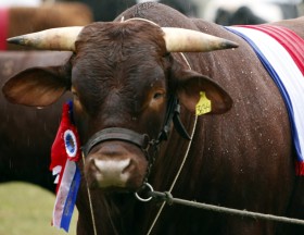 Luego de tres aÃ±os Paraguay logrÃ³ ganarle a Brasil para recuperar el liderazgo en el mercado chileno de carne bovina