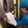 En los Uruguay los identificadores bovinos son gratuitos para los productores: la informaciÃ³n generada por el sistema de trazabilidad no tiene uso tributario