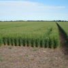 Por la creciente incertidumbre se derrumbaron las inscripciones de nuevos cultivares de trigo