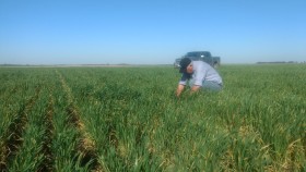 Alivio para el trigo: la semana que viene se esperan lluvias en el sur de la zona pampeana