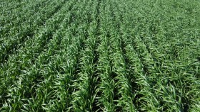 Todo listo para que los precios del trigo 2016/17 se terminen de desinflar en la cosecha: sÃ³lo un desastre climÃ¡tico puede revertir la tendencia