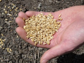 Molinos, Don Mario y Klein figuran en el listado de empresas que no pudieron validar el origen legal de la semilla de trigo de uso propio