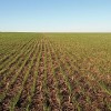 Por las lluvias excesivas estÃ¡ en riesgo el cumplimiento de la siembra programada de trigo 2017/18