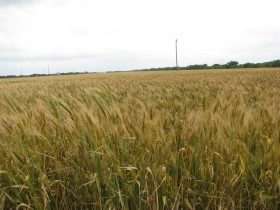 Experimento argentino: trigo con precio de importaciÃ³n pero con la importaciÃ³n cerrada