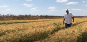 Brasil trabaja en el desarrollo de un trigo tropical para intentar reducir la dependencia del cereal argentino