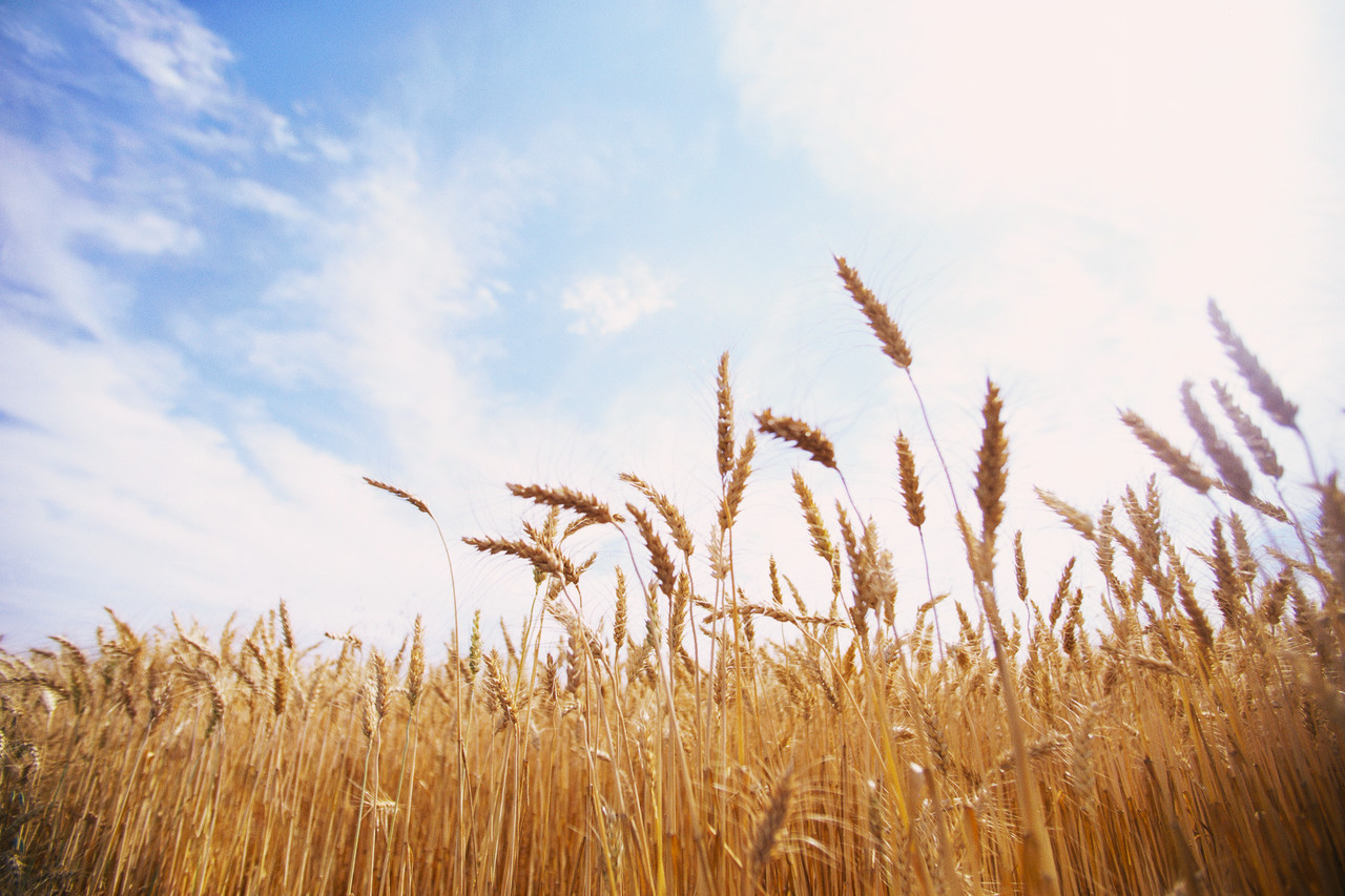 SÃºper inversiÃ³n: en el Ãºltimo aÃ±o la rentabilidad del trigo fue un 230% medida en pesos constantes