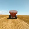 Importante alza del trigo Rosario en plena cosecha: no se estÃ¡n cumpliendo las expectativas de producciÃ³n previstas