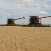 FracasÃ³ la cosecha de trigo en el norte argentino: el cereal se negocia con valores de hasta 3400 $/tonelada