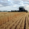 La selecciÃ³n agrÃ­cola sÃ­ mete goles: el trigo argentino es el mÃ¡s caro del mundo