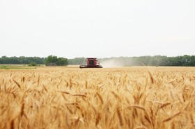 Realidad versus teorÃ­a: la intervenciÃ³n oficial promoviÃ³ la desindustrializaciÃ³n del sector cerealero