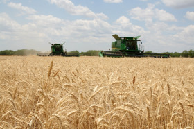 El gobierno argentino volviÃ³ a emitir permisos de exportaciÃ³n de trigo luego de un aÃ±o y medio sin autorizar una sola tonelada