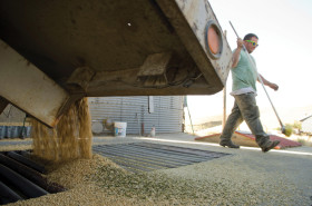 El gobierno liberÃ³ exportaciones adicionales de harina de trigo por mÃ¡s 85.000 toneladas: pero cepo triguero mantiene precios planchados para productores
