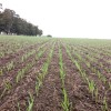 Argentina: se prevÃ© un leve incremento en la intenciÃ³n de siembra de trigo 2020/21