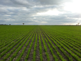 Con el derrumbe de precios esperados a cosecha la soja de primera se torna mucho mÃ¡s segura que el doble cultivo trigo/soja