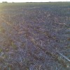 Tiempo de descuento para terminar de sembrar cultivos de invierno: se prevÃ©n lluvias en el sur bonaerense