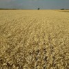 Primer informe de calidad de trigo bonaerense: en todas las regiones se obtuvieron partidas premium