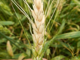 CasaÃ±as advierte sobre el uso de trigo contaminado con fusarium: â€œEl gobierno estÃ¡ poniendo en riesgo nuestra saludâ€
