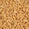Una oportunidad con fecha de vencimiento: el precio del trigo 2012/13 supera el valor FAS teÃ³rico
