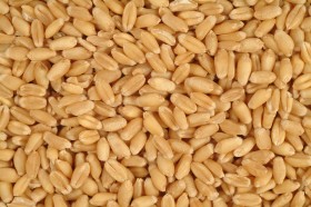 Se acabÃ³ el trigo en el mundo: el precio ofrecido en el mercado argentino supera al FAS teÃ³rico