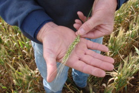 Efecto fusarium: comenzaron a reaccionar los precios del trigo 2015/16 ante la posibilidad de un desastre productivo