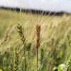 Alerta trigo: el domingo ingresa una nueva masa de aire frÃ­o sobre el sur bonaerense