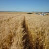 El alquiler para doble cultivo en la principal zona agrÃ­cola uruguaya se negociÃ³ en un promedio de 350 u$s/ha: 5% menos que el aÃ±o pasado