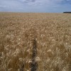 ApareciÃ³ el mercado de calidad de trigo en plena cosecha con bonificaciones de hasta el 10%
