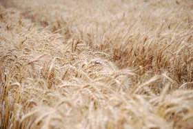 Hagan sus apuestas: el trigo tiene la mayor probabilidad de ser el cultivo mÃ¡s rentable del ciclo 2013/14