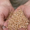 La declaraciÃ³n de semilla de uso propio de trigo 2016/17 superÃ³ el 40% del Ã¡rea sembrada