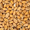 Suman castigos para desincentivar el comercio de semilla ilegal: los infractores deberÃ¡n hacerse cargo de todos los costos de las partidas intervenidas