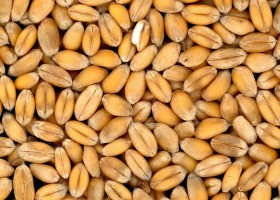 Suman castigos para desincentivar el comercio de semilla ilegal: los infractores deberÃ¡n hacerse cargo de todos los costos de las partidas intervenidas