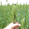 No hay trigo para todos: la oferta 2012/13 no alcanza para satisfacer a la demanda proyectada