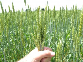 No hay trigo para todos: la oferta 2012/13 no alcanza para satisfacer a la demanda proyectada