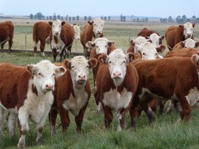 En la Ãºltima dÃ©cada la Ãºnica regiÃ³n argentina que logrÃ³ recuperar su stock bovino fue el NOA con un crecimiento del 21%