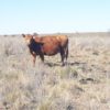 Viva la Vaca: comenzaron a reactivarse los precios de exportaciÃ³n de los cortes bovinos enviados a China